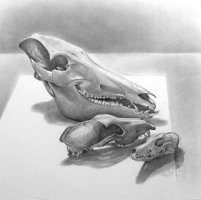 wild boar skull drawing